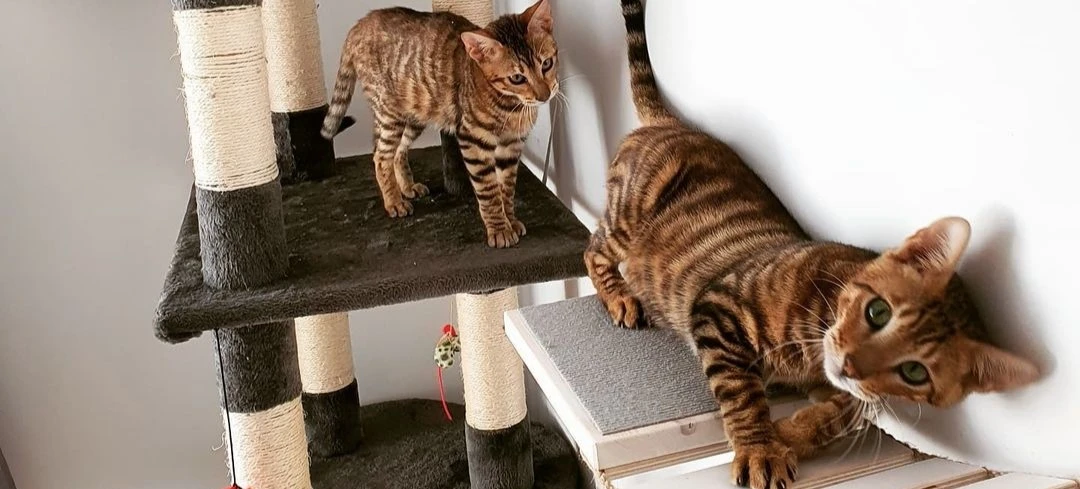 Toyger cat playing with toys