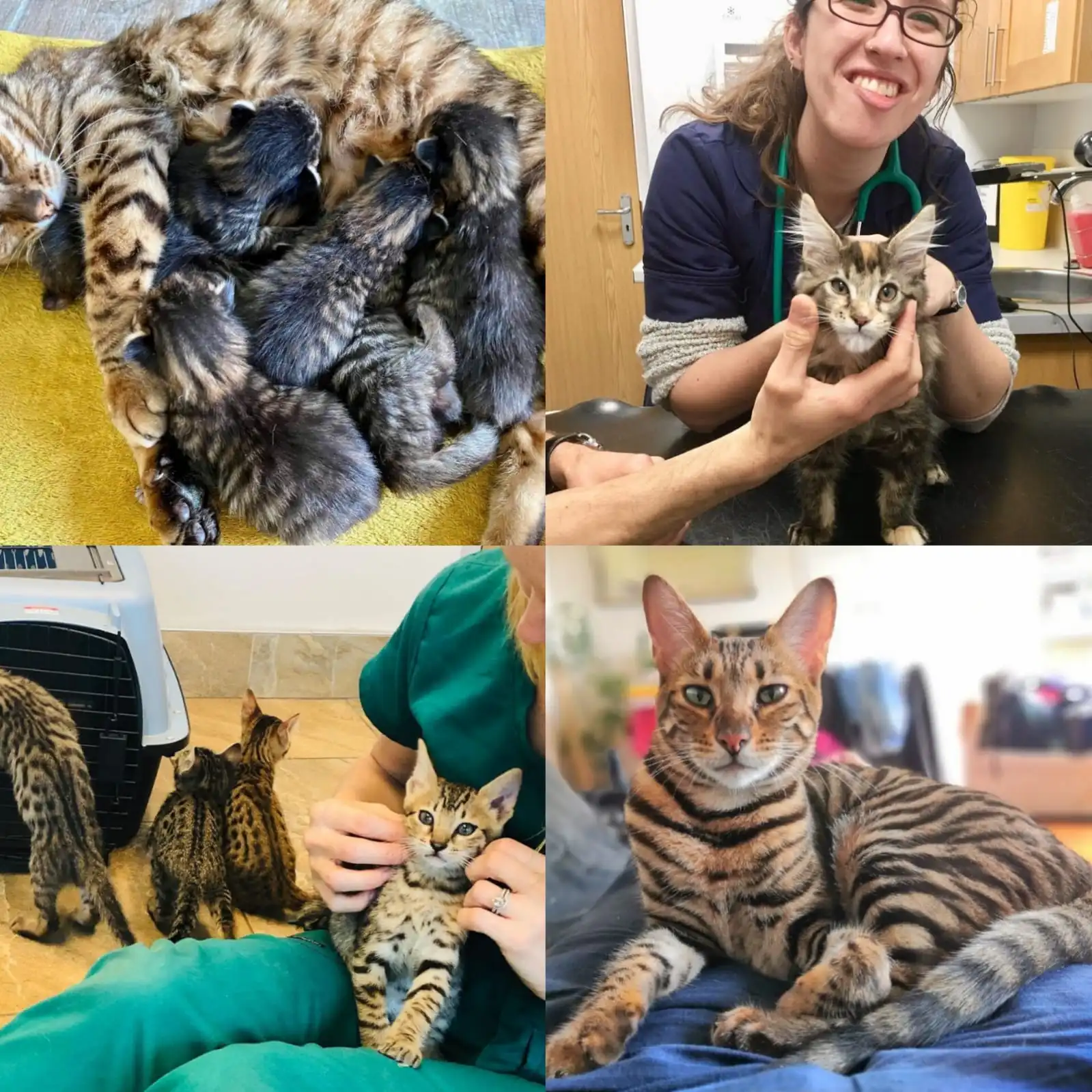 Health check for toyger kitten