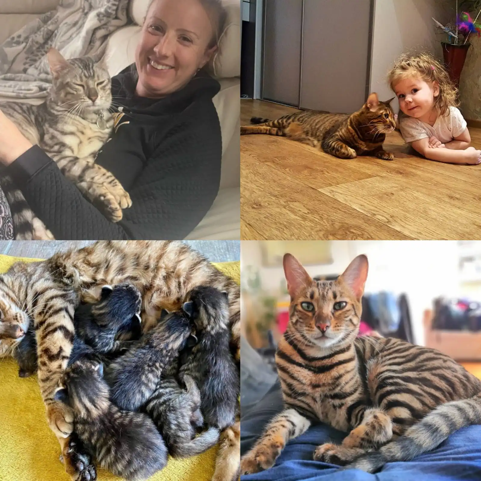 Professional Toyger cat breeder