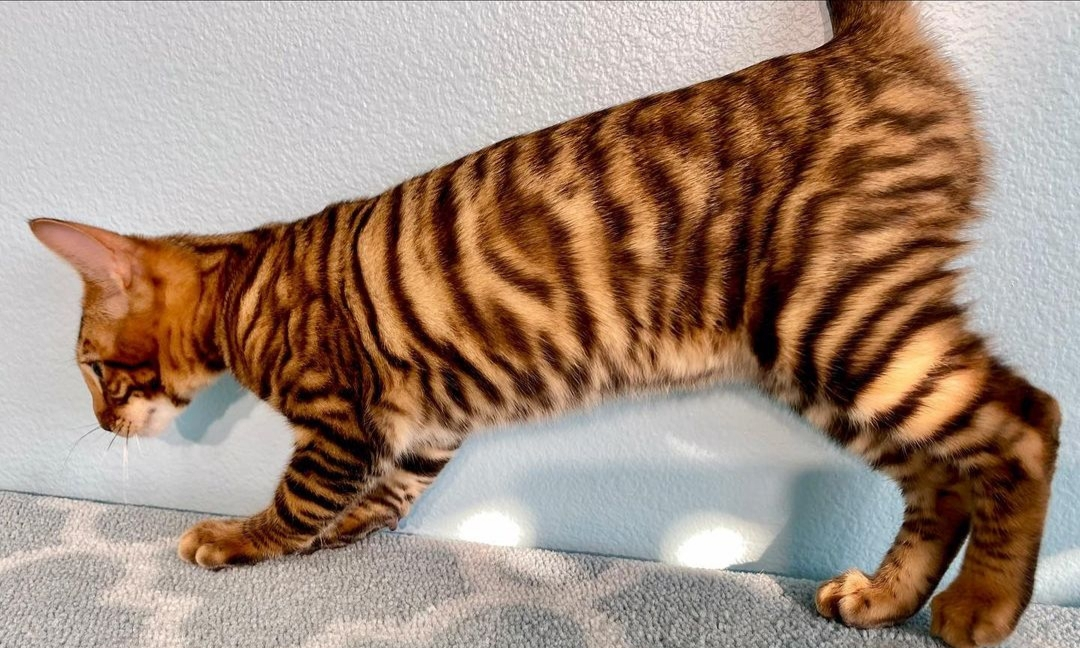 Full body view of Toyger cat showing muscular build and stripe pattern