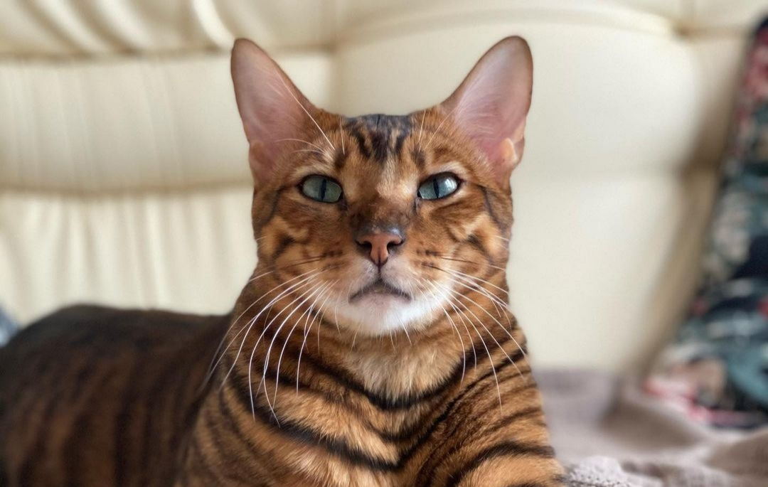 Close-up of Toyger cat face showing distinctive striped pattern