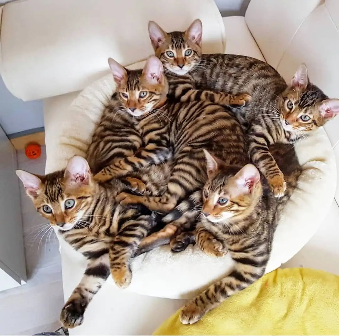 Bengal cat with spotted pattern