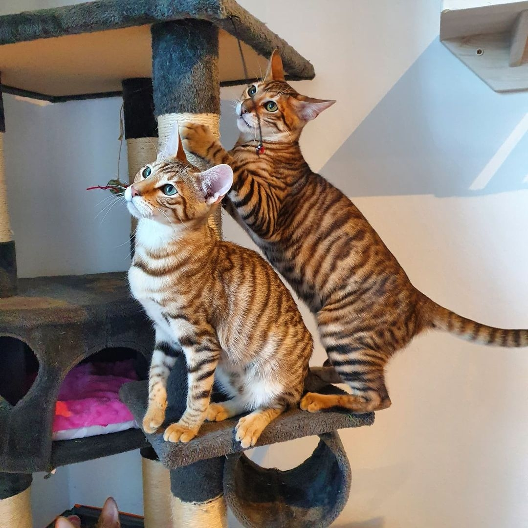 Toyger enrichment