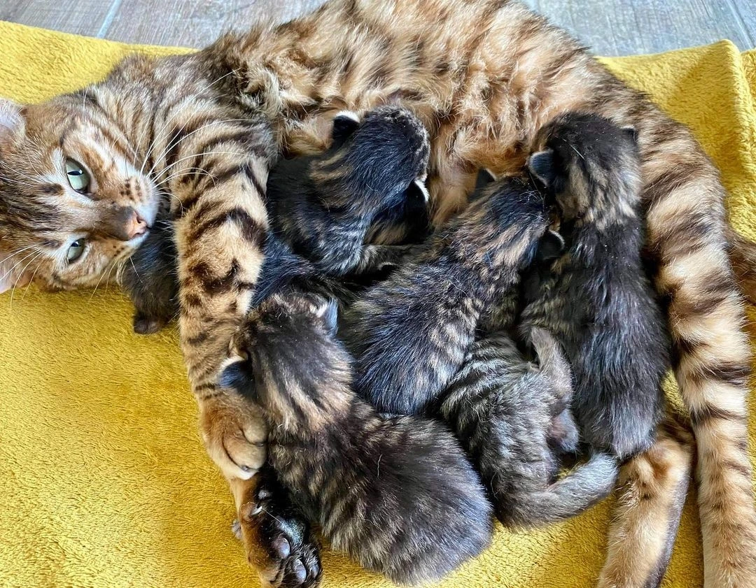 toyger kittens for sale michigan
