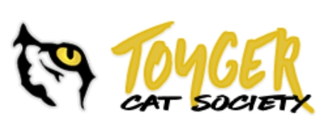 Toyger kitten Amber with delicate tiger stripes