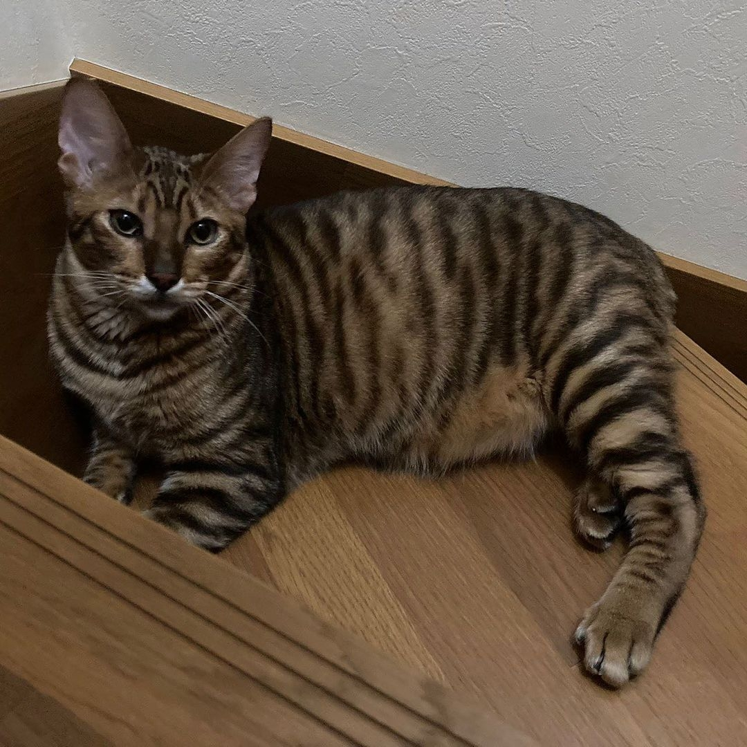 Champion Toyger with elegant markings