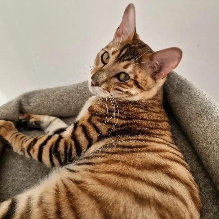 Champion Toyger with exceptional markings
