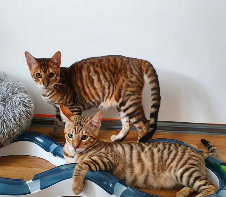 toyger cats for adoption