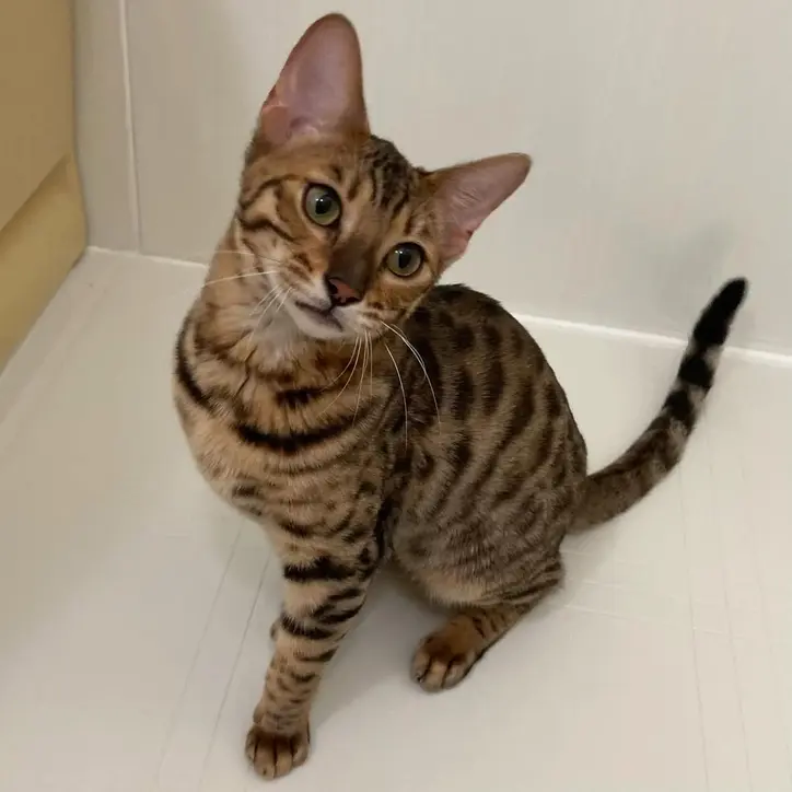Toyger kitten with delicate tiger stripes