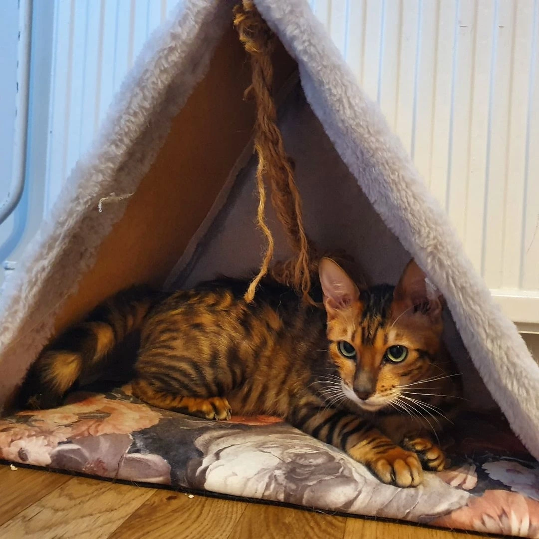 Champion Toyger with elegant markings