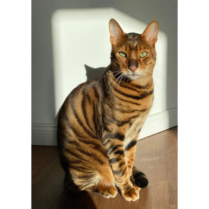 Champion Toyger with exceptional markings