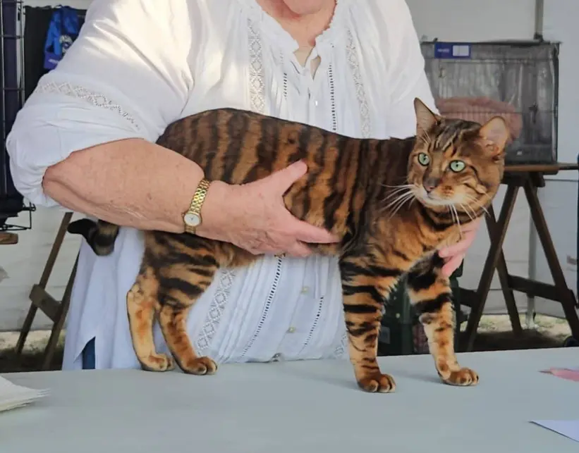 Champion Toyger with elegant markings