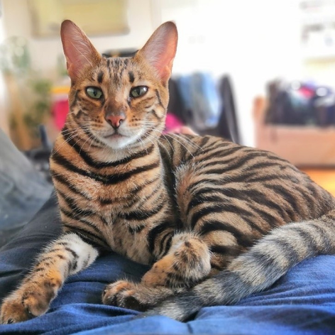 Champion Toyger kittens