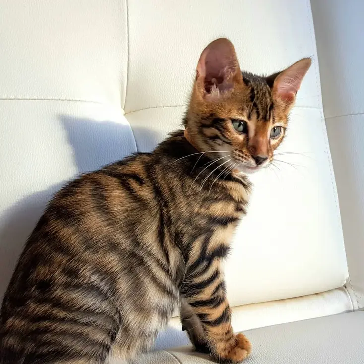 Toyger kitten with distinctive tiger stripes
