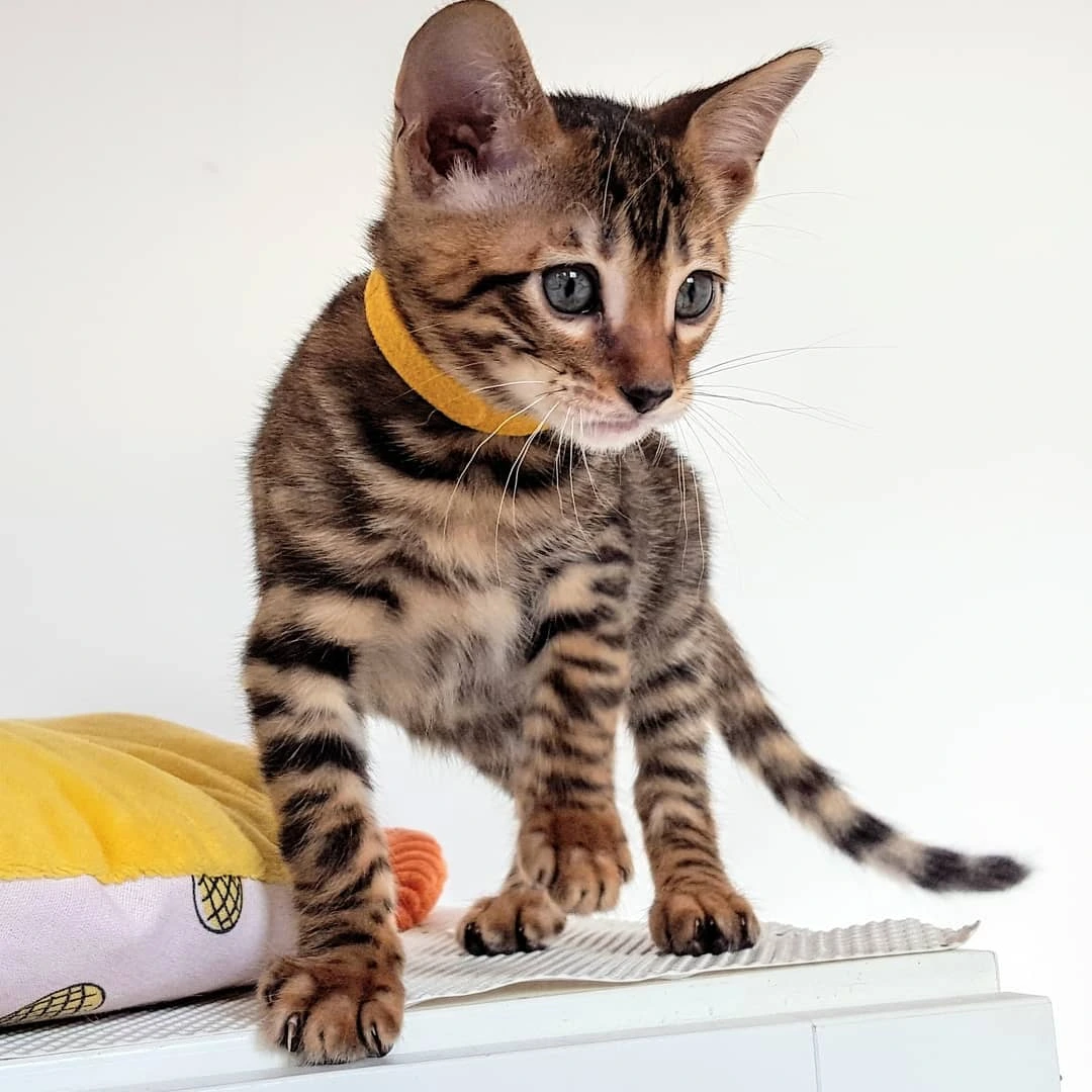 Toyger kitten