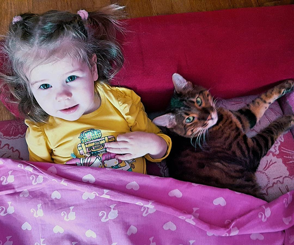 toyger kitten near me