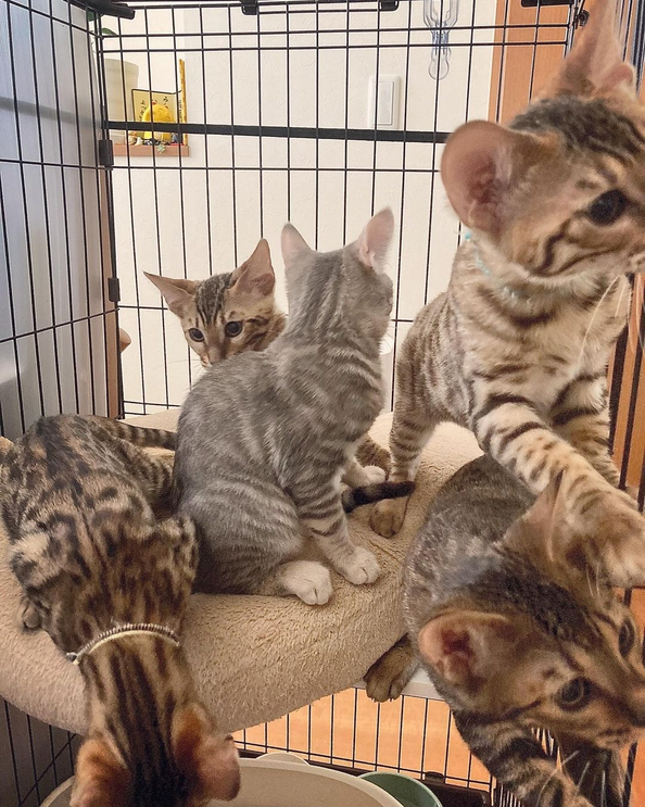 how much do toyger kittens cost
