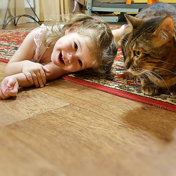 how big does a toyger cat get