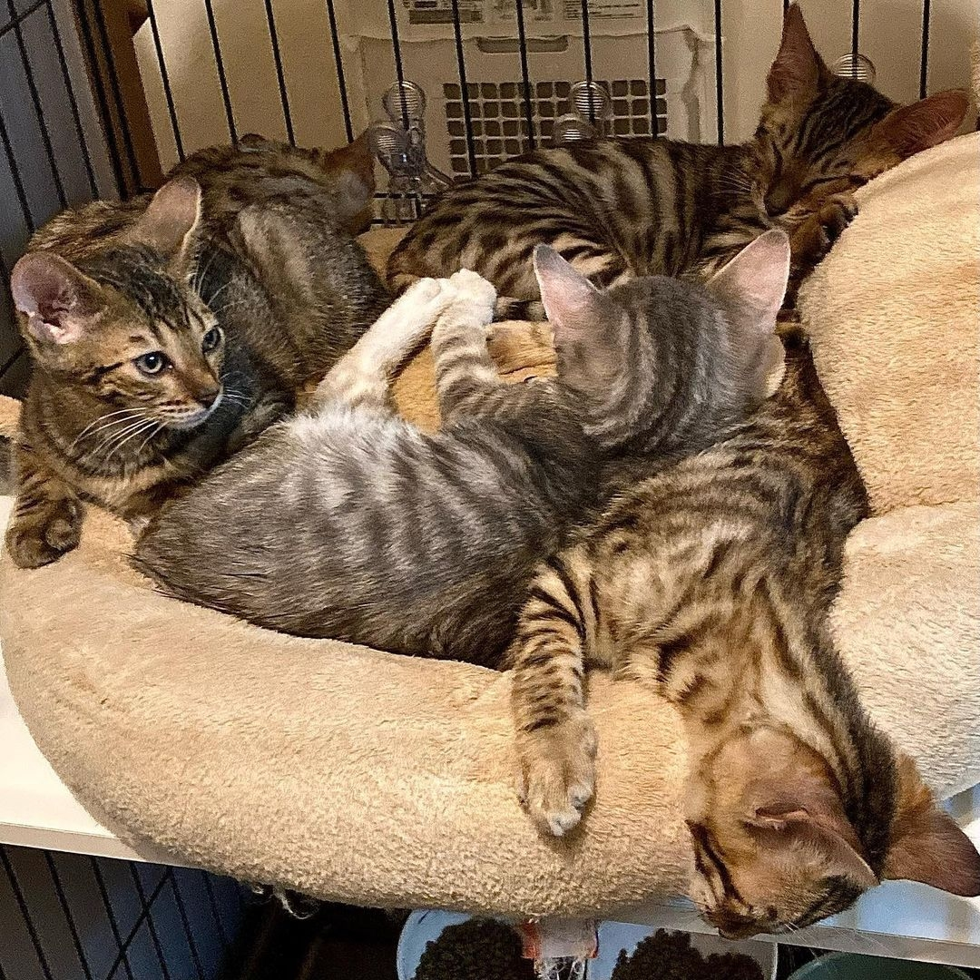 Toyger Cat For Sale