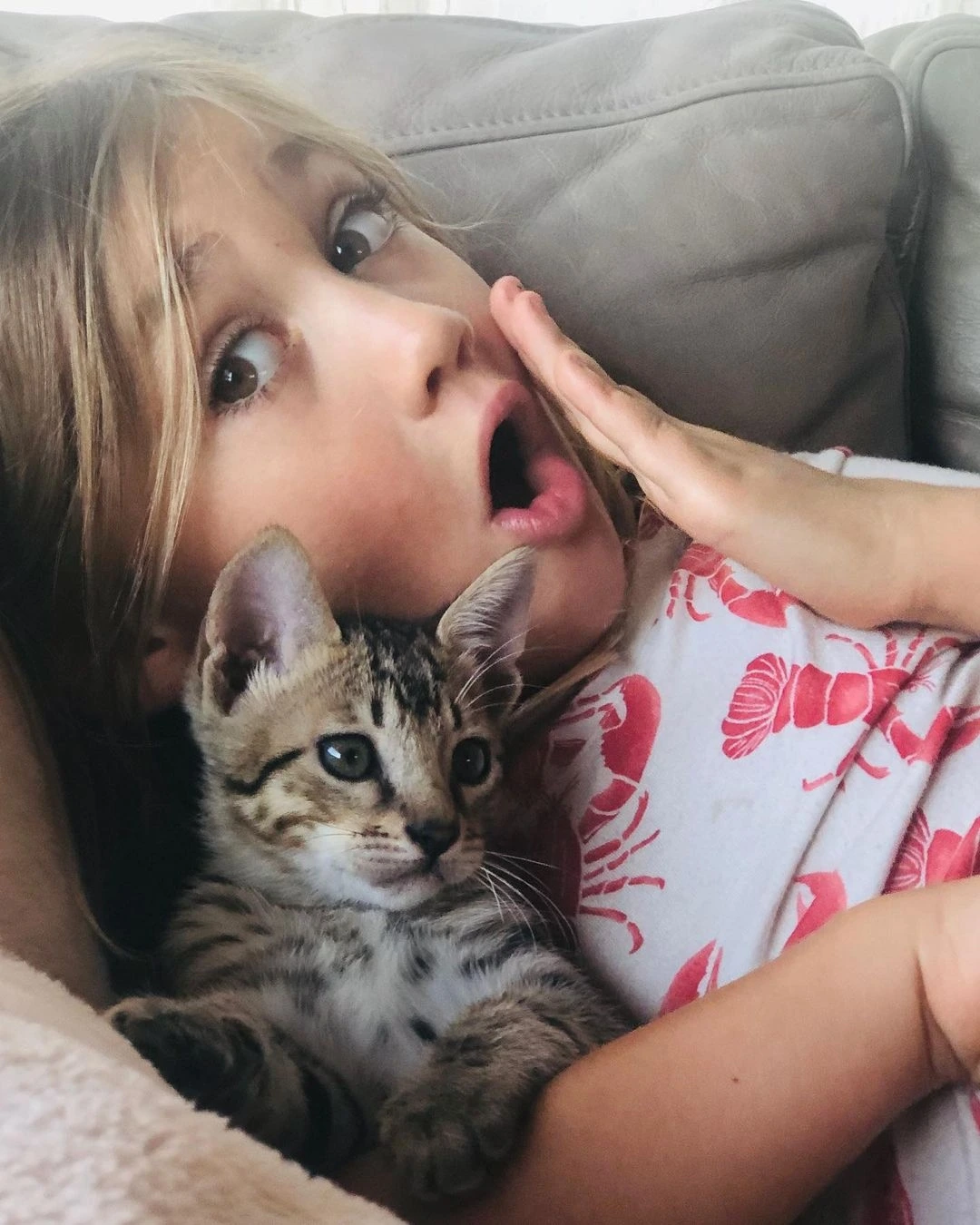 are toyger cats legal