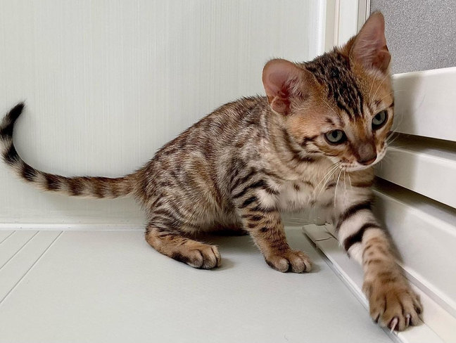 Toyger kitten for sale