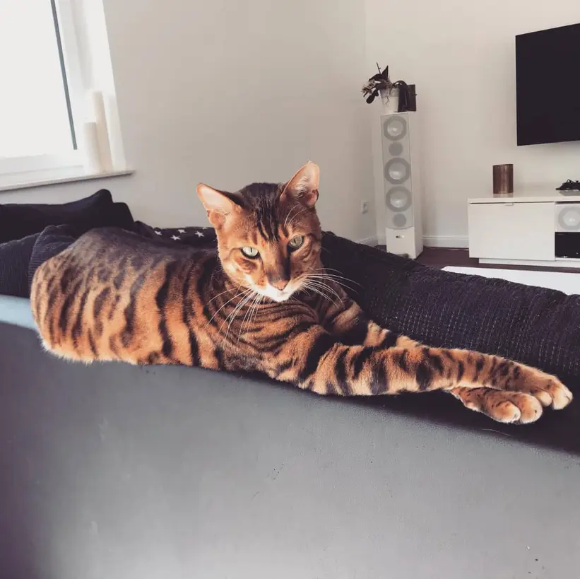 Champion Toyger with elegant markings