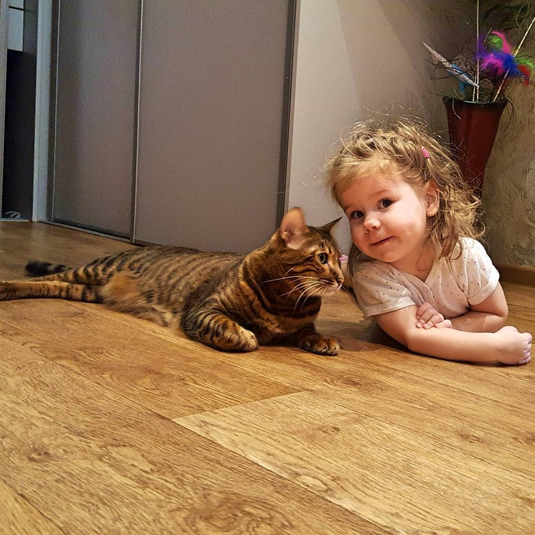Playful Toyger kitten pouncing on a toy