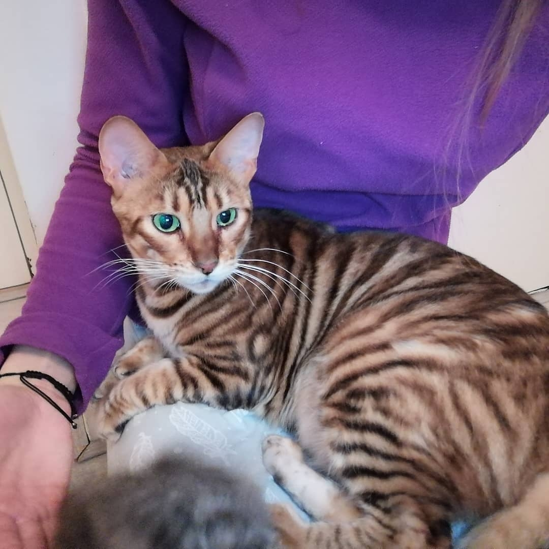 are toyger cats friendly