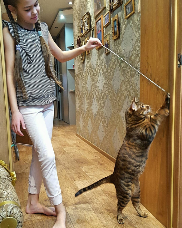 toyger kittens for adoption