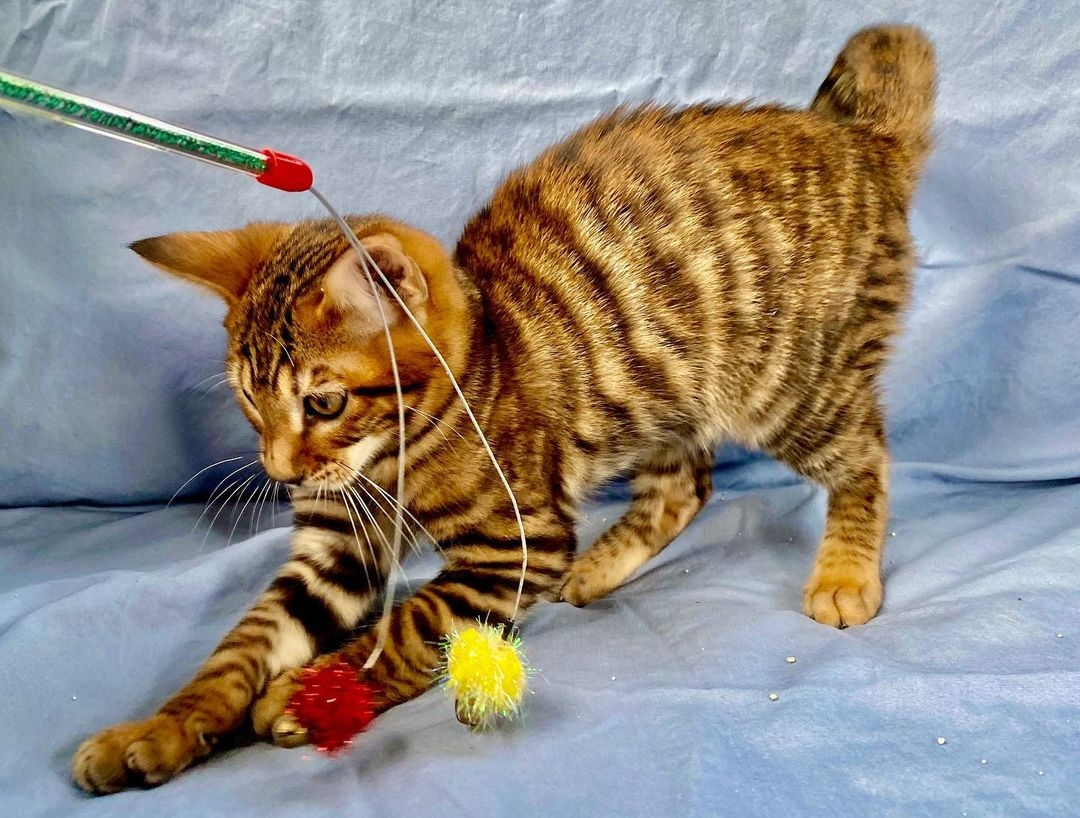 Toyger cats near me