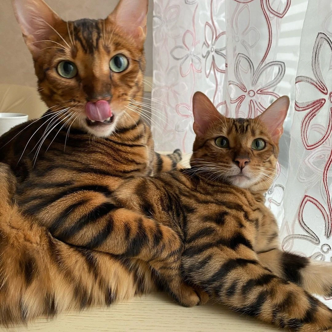 Toyger kitten with distinctive tiger-like markings