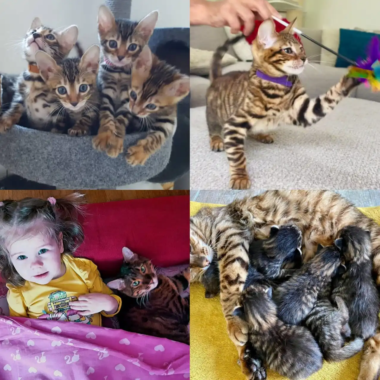 Toyger cats near me