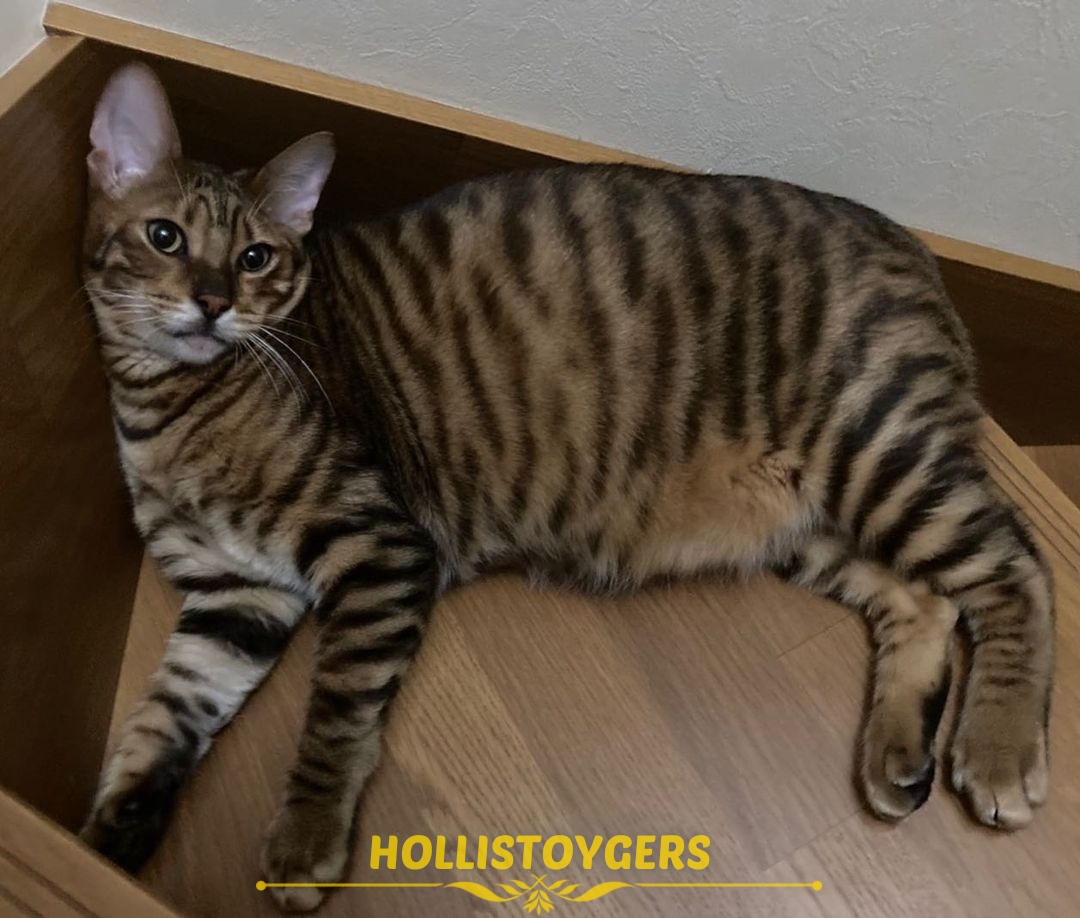 toyger cats for sale