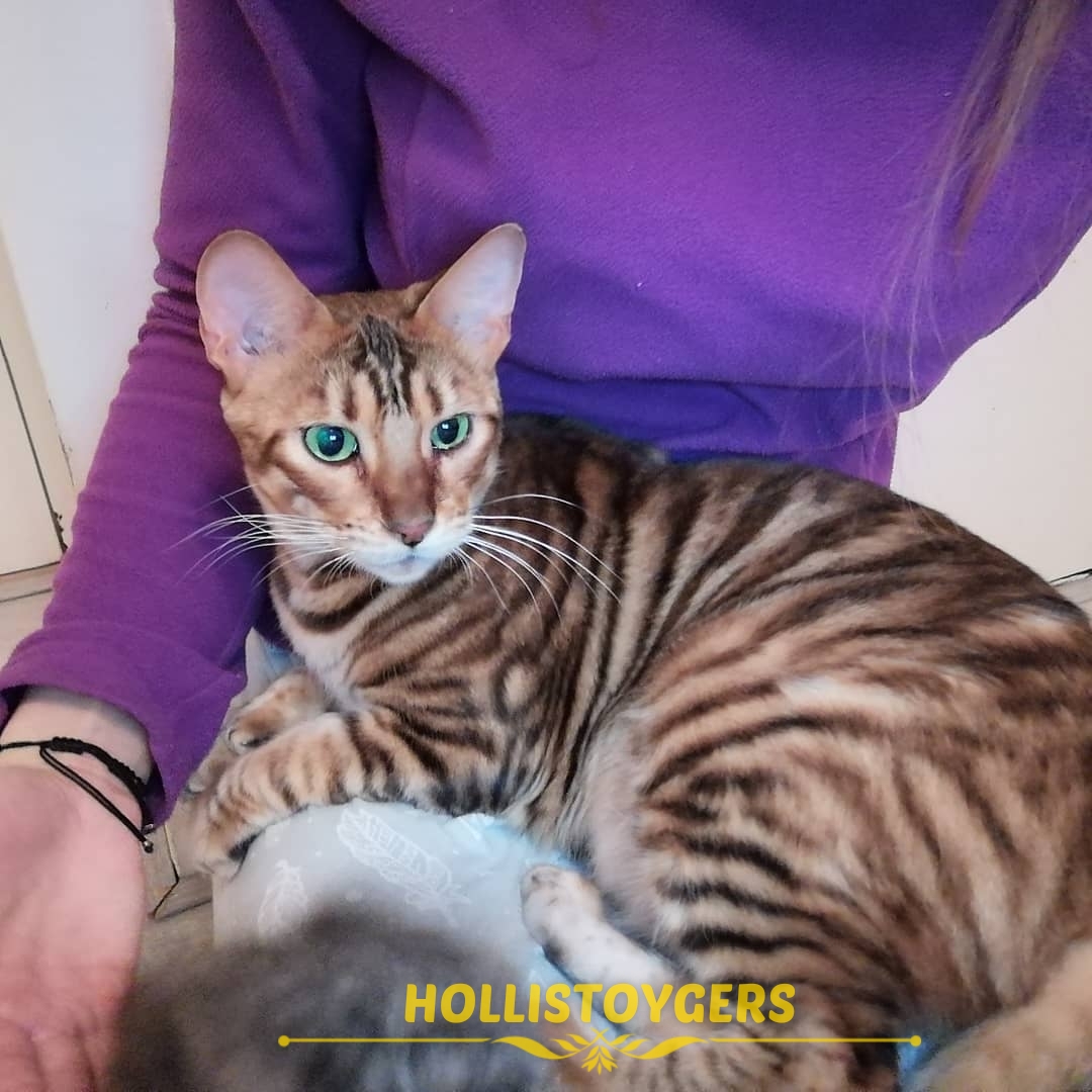 toyger for sale