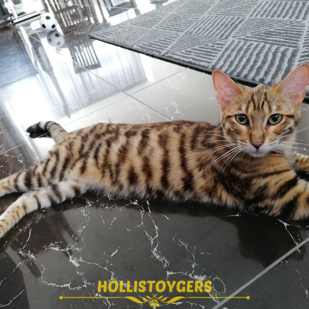 toyger cat for sale