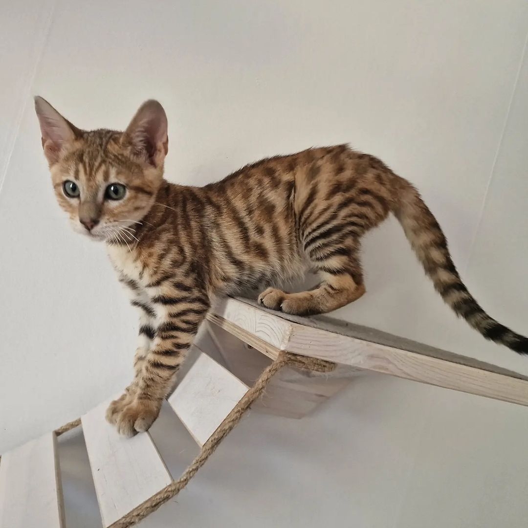 toyger cat for sale