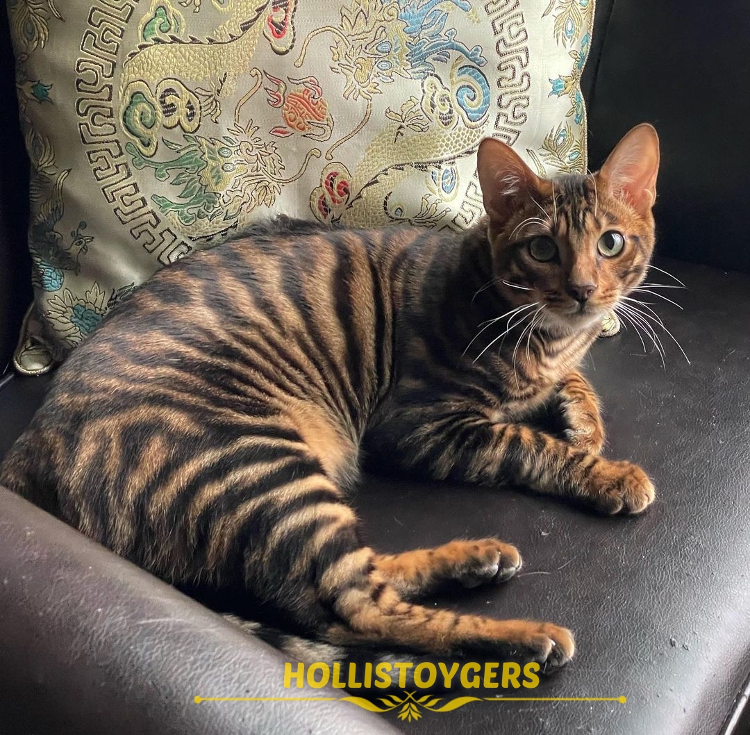 toyger kitten for sale