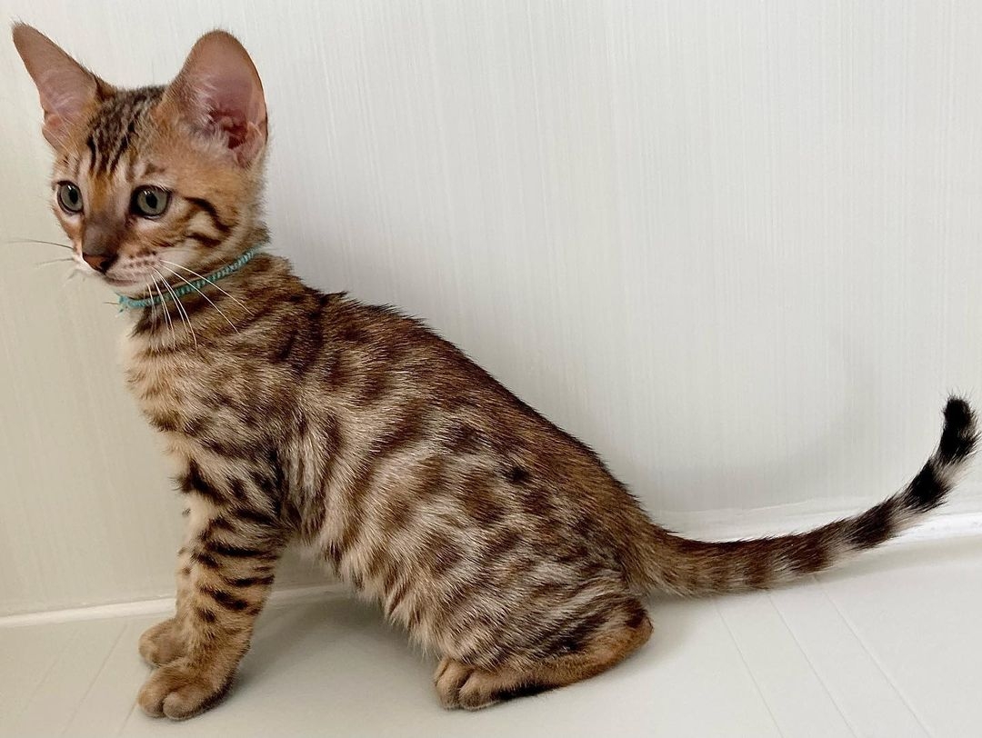 toygers kittens for sale