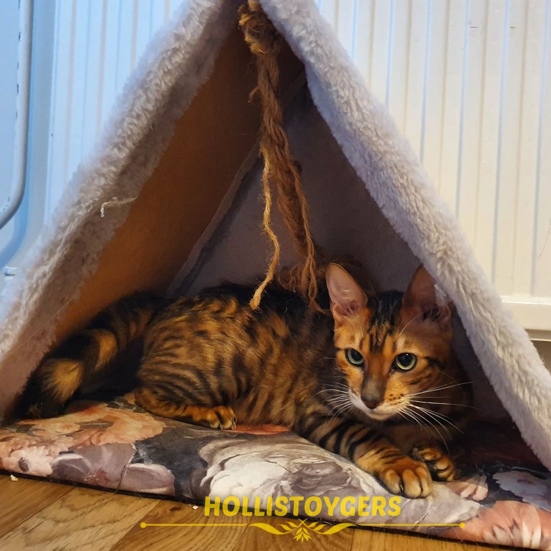 toyger kittens for sale