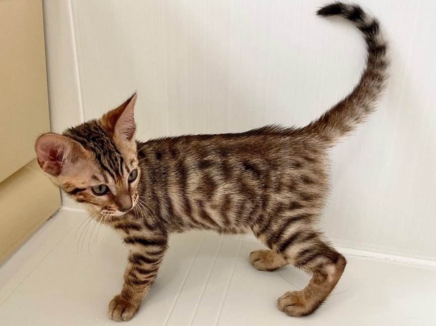 white toyger cat