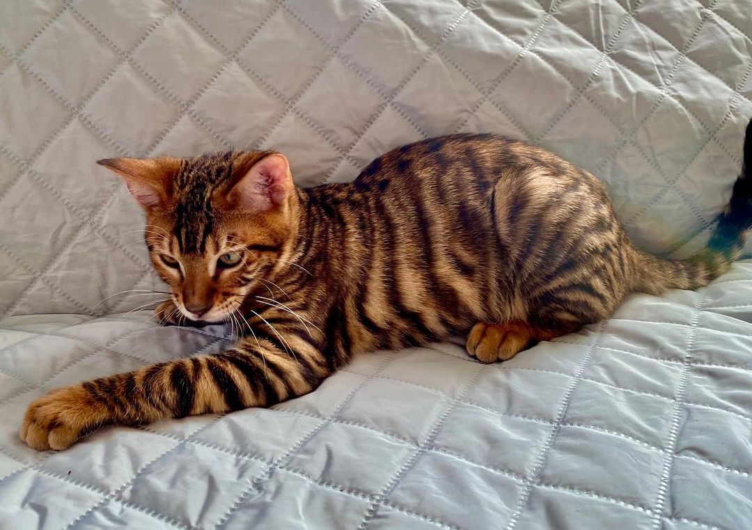 silver toyger kitten