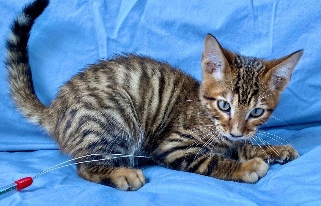 toyger kittens for sale price